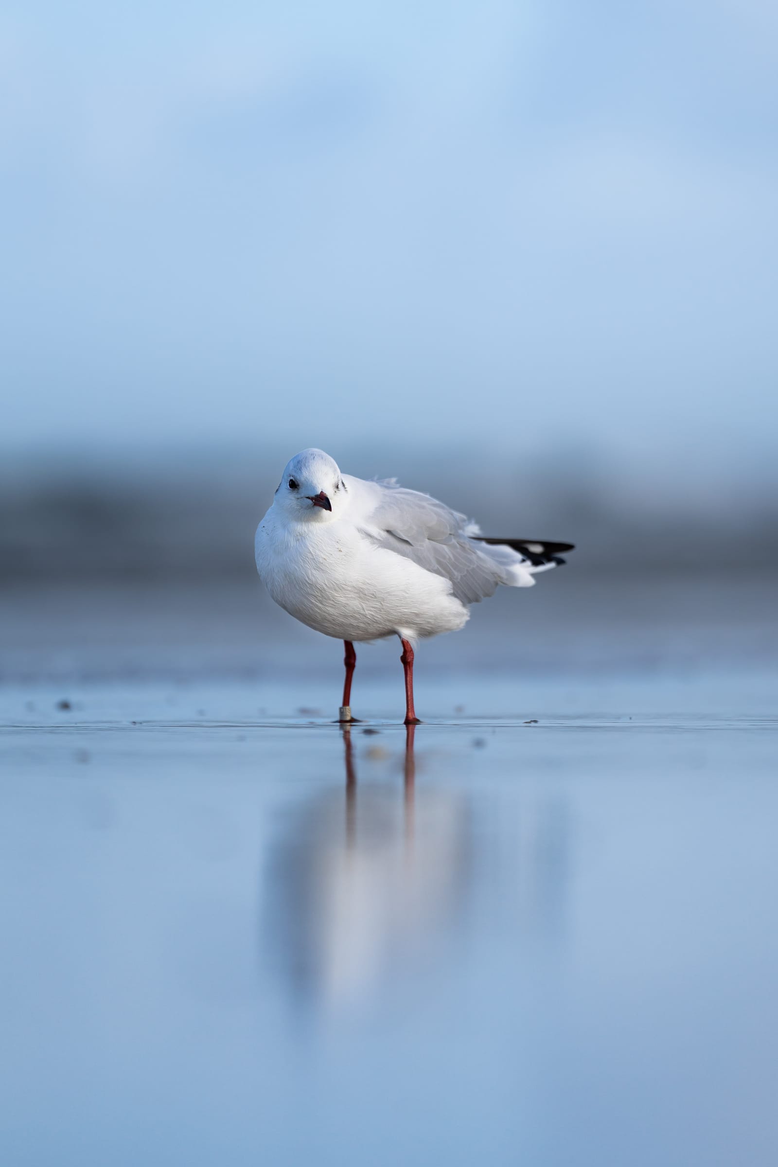 Seagull on a mirror-like water surface