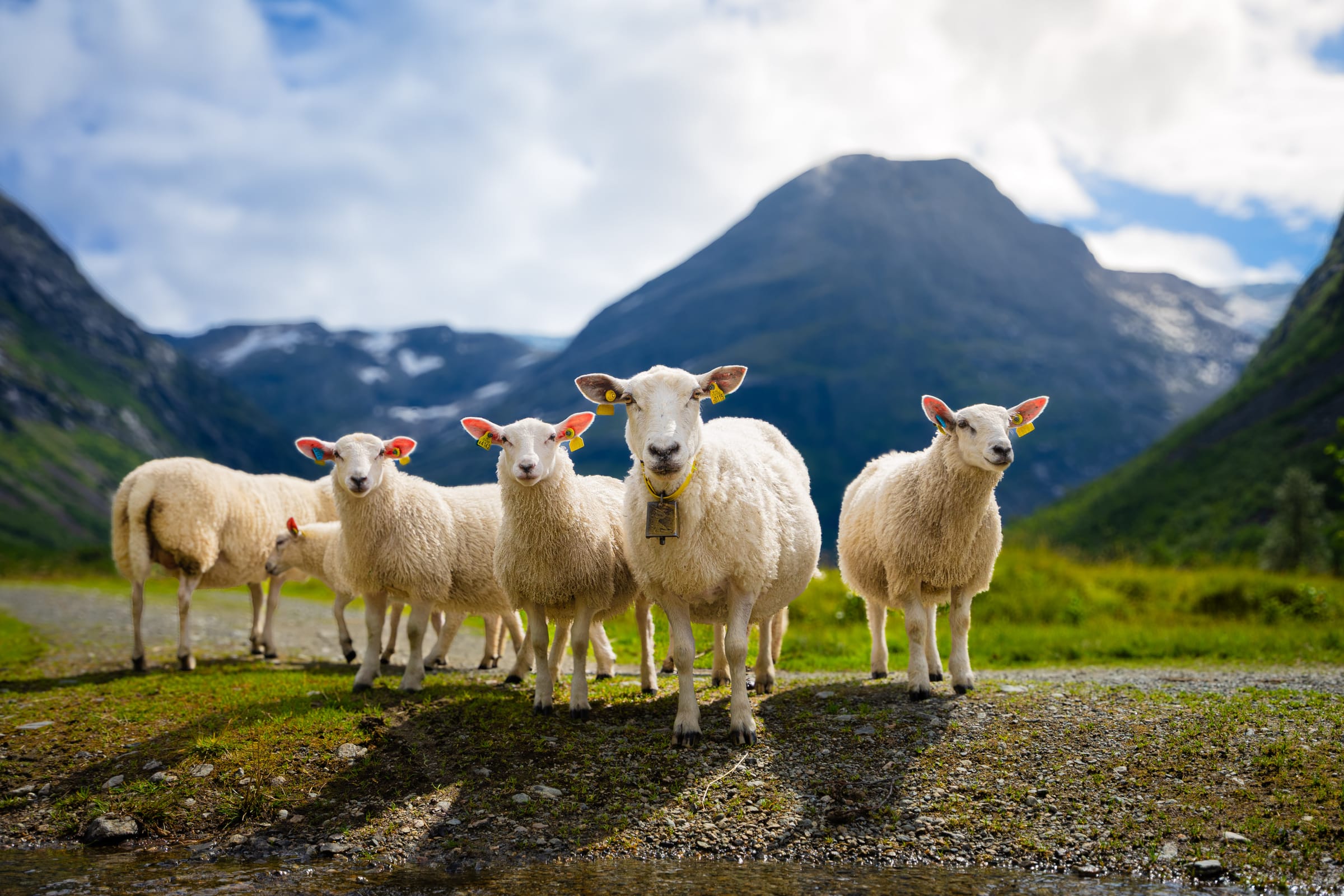 Flock of sheep in front of a fjord-valley mountain panorama